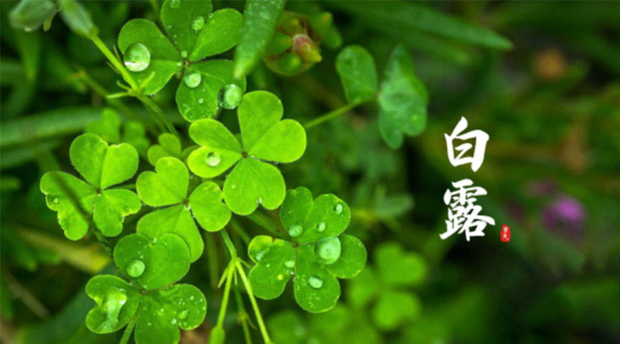 白露時節(jié)！ 金環(huán)電器提醒大家要注意這些事項(xiàng)